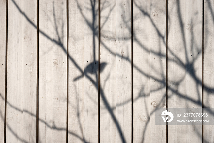 The shadow of a bird sitting in a  skeletal tree on a cream fence