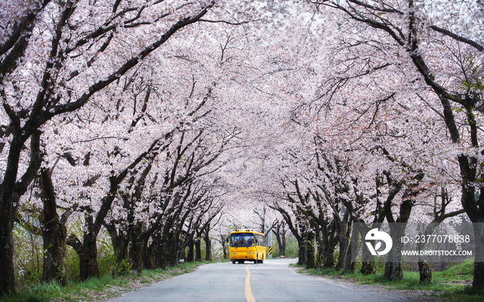 Yellow bus passing cherry blossom tunnel