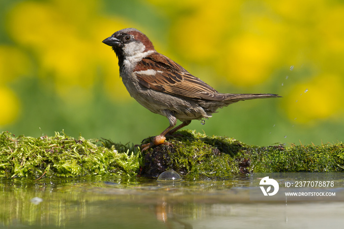 Bird - House sparrow Passer domesticus sitting on the branch