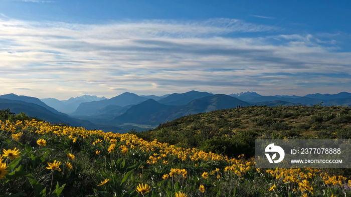 Panorama of hills with arnica in full bloom and  mountain view.   Sun Mountain. Winthrop. Washington. United States of America