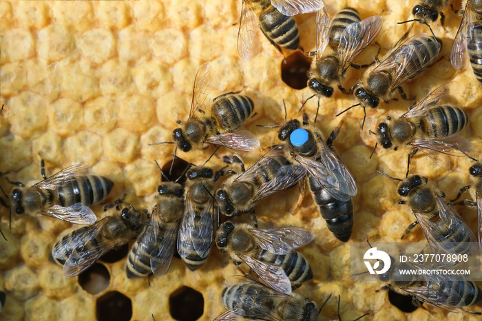 Bees inside a beehive with the queen bee in the middle. Queen bee lays eggs in the cell. Macro photo.