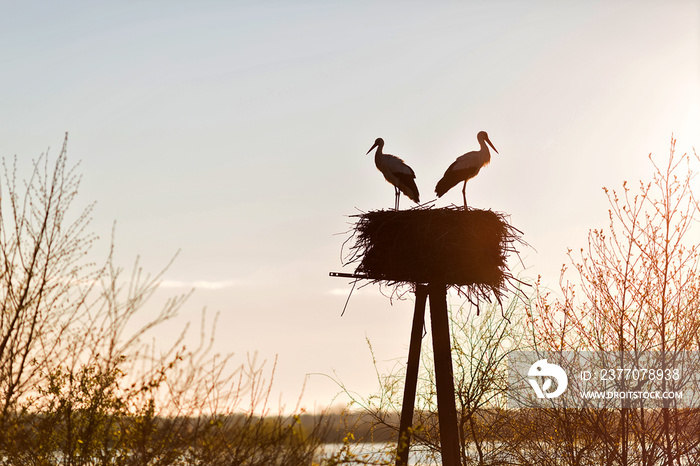 Couple of storks