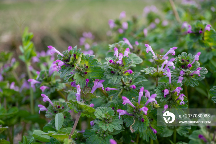 ホトケノザ（Lamium amplexicaule）をクローズアップ／シソ科【春の七草】