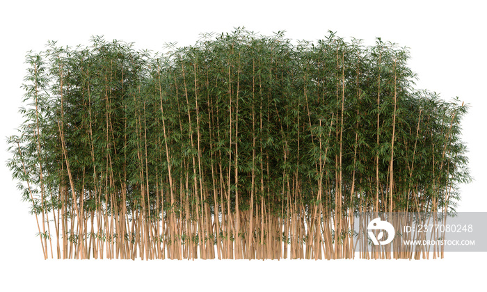 bamboo plants isolated, clumping bamboo