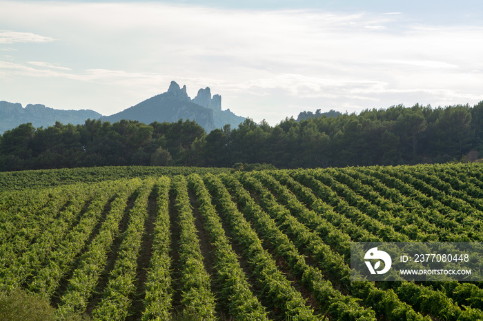 French red  AOC wine grapes plant, new harvest of wine grape in France, Vaucluse, Gigondas domain or chateau vineyard Dentelles de Montmirail