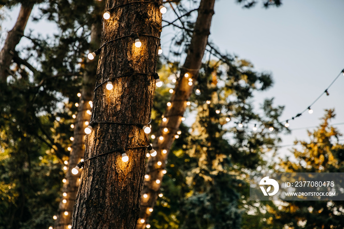 Trees decorated with light bulbs in a park in evening.