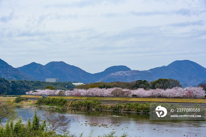 桜つつみ公園の桜並木