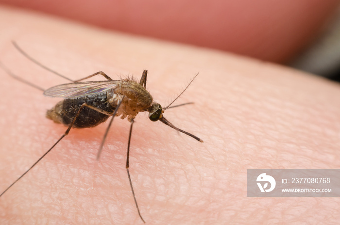 macro close up mosquito on human skin.