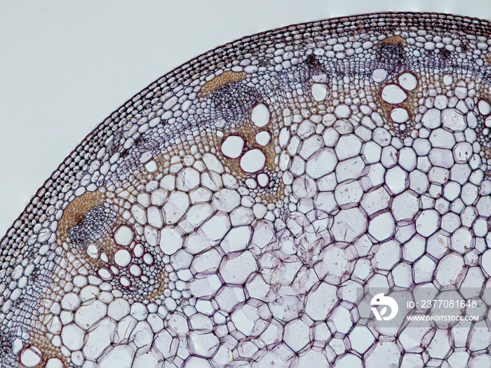 plant stem (dahlia stem) cross section under the microscope showing epidermis, bascular bundles (phloem and xylem) cortex and pith - optical microscope x100 magnification