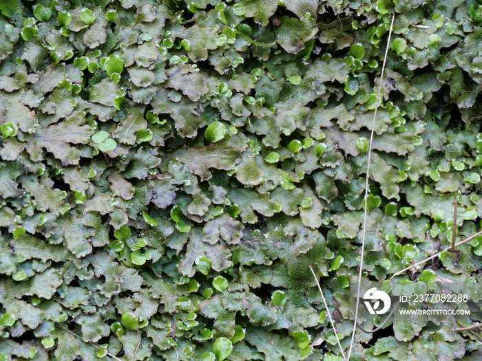 Marchantia-Lebermoose wachsen auf Felsen der Hohkönigsburg im Elsass