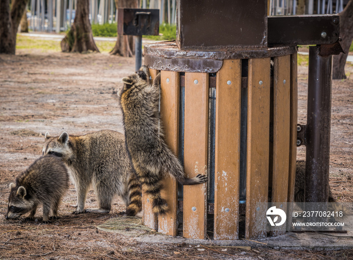 Urban raccoons raid a trash can in South Lido Key park, Sarasota, Florida