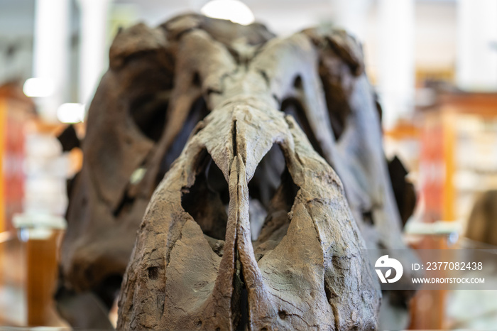 Close up image of tyrannosaurus rex skull at the Sedgwick Museum of Earth Sciences