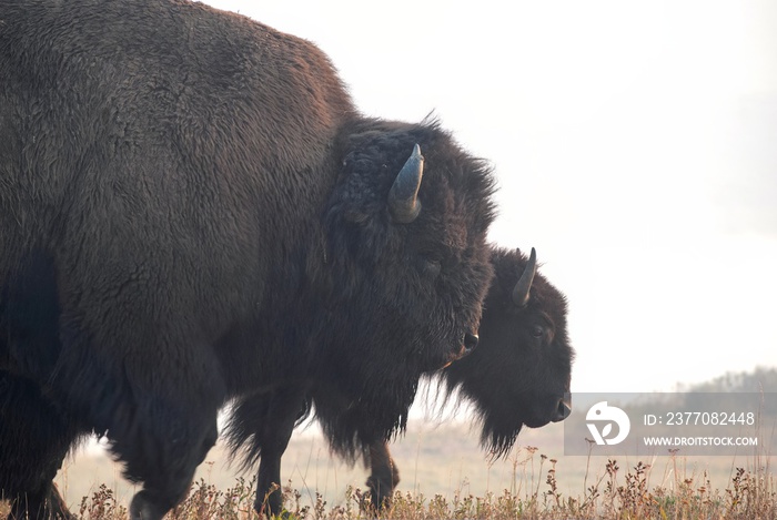 A pair of American bison up close on the road in Yellowstone national park