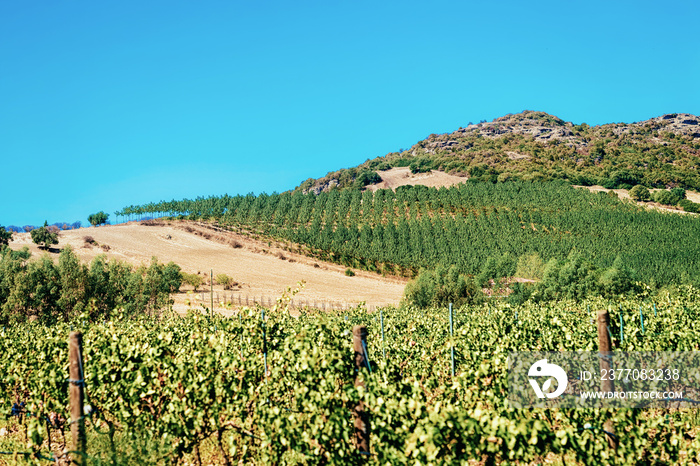 Vineyards in Perdaxious Carbonia Iglesias Sardinia