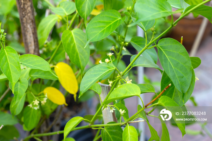 Gurmar medicinal plant, Fresh leaves of herb