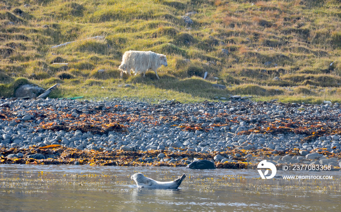 sheep and seals in hvammstangi, north iceland