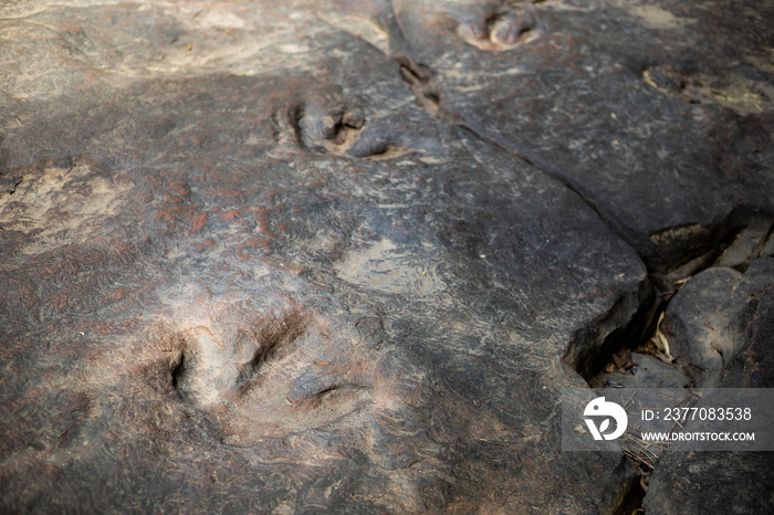 Dinosaur footprints Amphoe Na Khu in Kalasin province, Thailand.