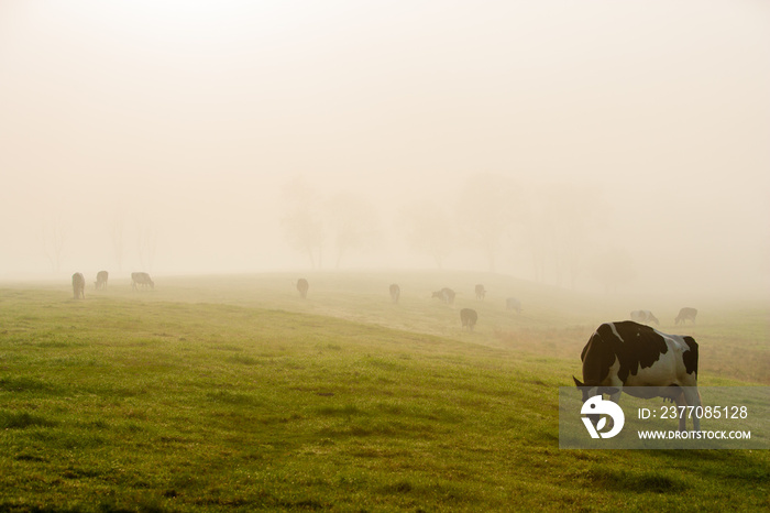 Cows in early morning fog, Stowe, Vermont, USA