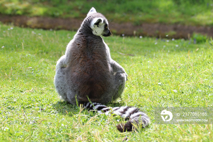 lemur (maki catta) in a zoo in france