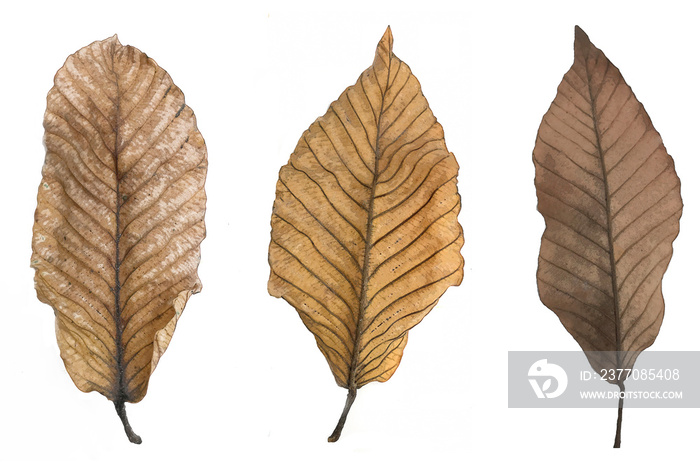 Dry brown leaves watercolor  isolated on white background.