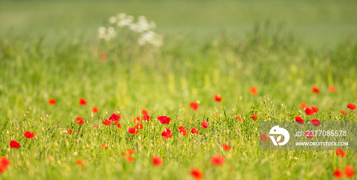 Blooming Red Poppy (Papaver rhoeas) field in spring, Hesse, Germany