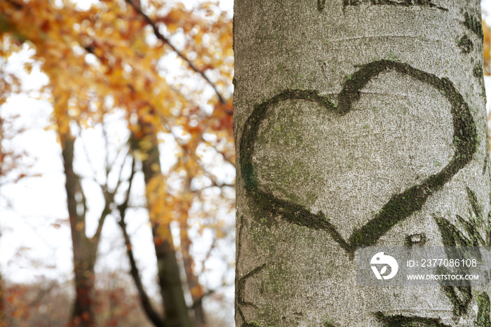 Heart shaped sign marked against tree bark with autumn background