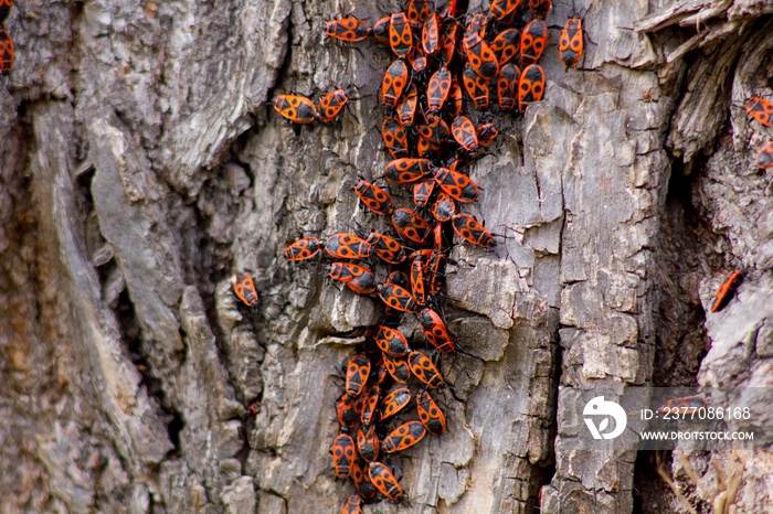 Red bugs on tree