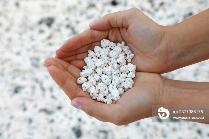 White coral scraps who look like popcorn holds by hands in Playa de Majanicho, Fuerteventura, Spain