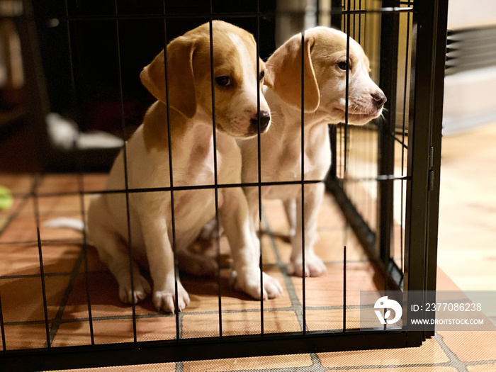 ケージの中で寂しそうな犬2匹