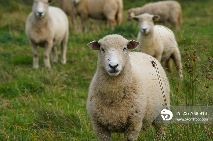 Curious sheep in the green field