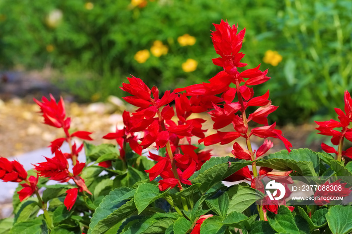 Feuersalbei - Salvia splendens or scarlet sage