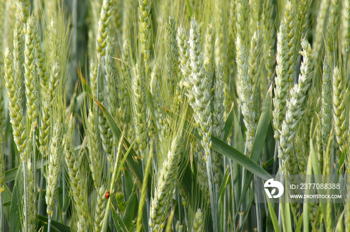 Gerste Hordeum vulgare Getreidefeld in der Landwirtschaft