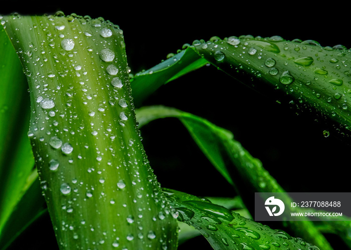 Wassertropfen auf grünen Blättern einer Pflanze der Hintergrund ist schwarz.