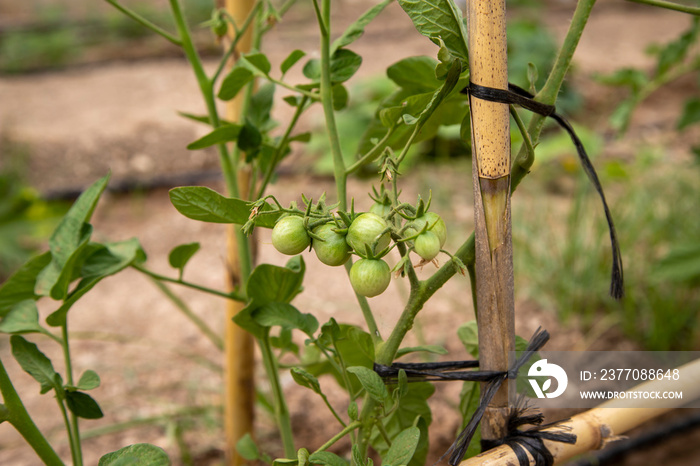 Tomato branch with small tomatoes growing, bunch of green tomatoes, homestead farming