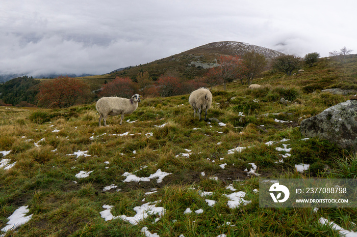 les moutons en ballade