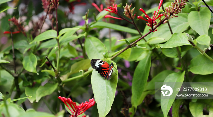 Butterfly World is located in Tradewinds Park in Coconut Creek, Florida, United States. It opened in 1988, and is the largest butterfly park in the world, and the first park of its kind in the Western