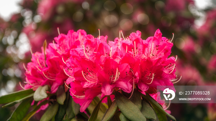 Red Rhododendron Flowers at Floriade in Canberra, Australia.