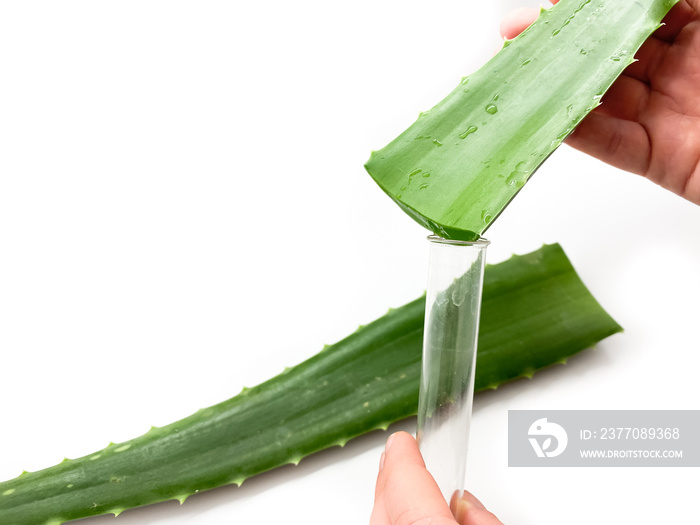 Aloe vera, hand and test tube isolated on white background. Set of aloe vera, hand and test tube for laboratory.