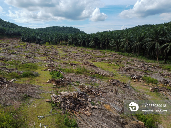 Oil palm plantation is cleared