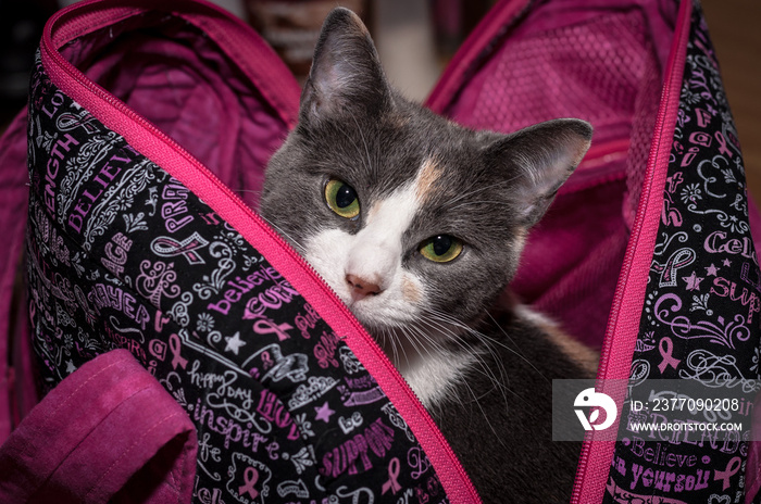 cat in breast cancer awareness bag