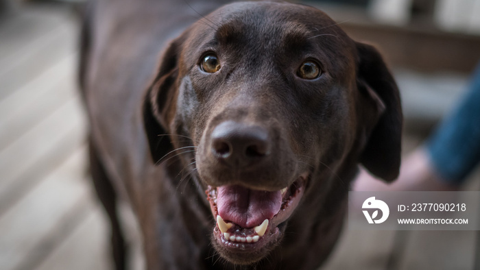 Brown labrador dog portrait