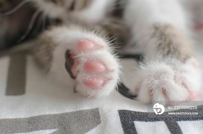 domestic cat’s paw in bed