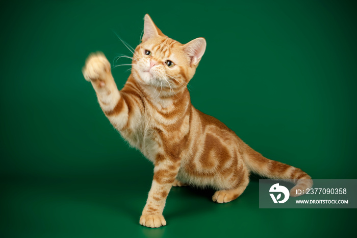 American shorthair cat on colored backgrounds