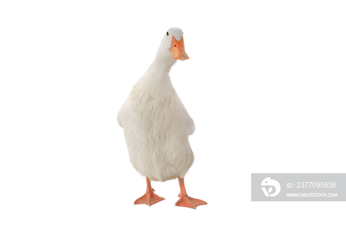 surprised duck isolated on white background