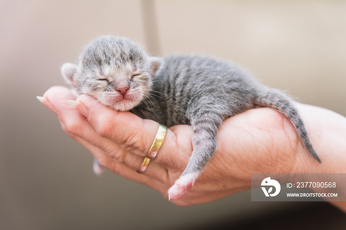 Tiny cute baby kitten in the palm of the hand