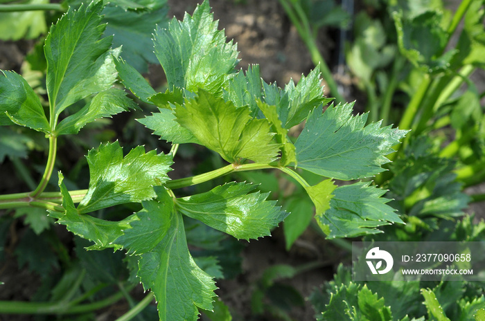 Green celery leaves