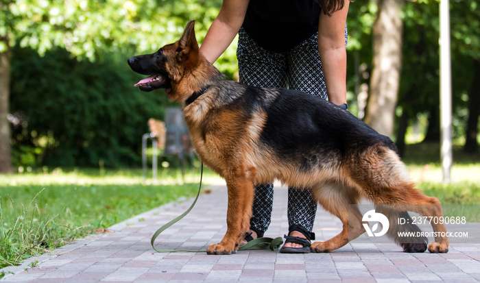 dog on a leash in the park, german shepherd