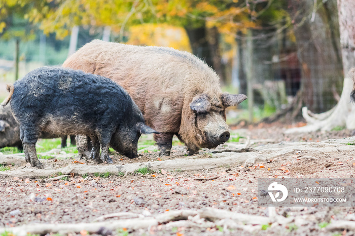 pigs of the mangalica breed