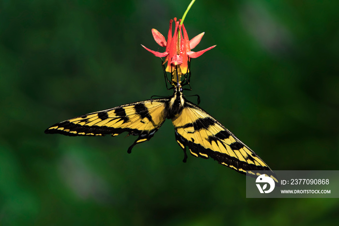 Western Tiger Swallowtail (Papilio rutulus) Feeding on Western Columbine (Aquilegia formosa) Head-On