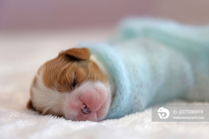 Little Newborn dogs puppy on a white background, soft focus